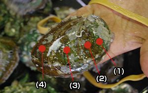 アワビは食べたものによって味が違う!