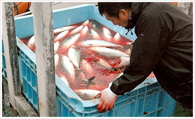 氷水で魚の芯まで冷やします